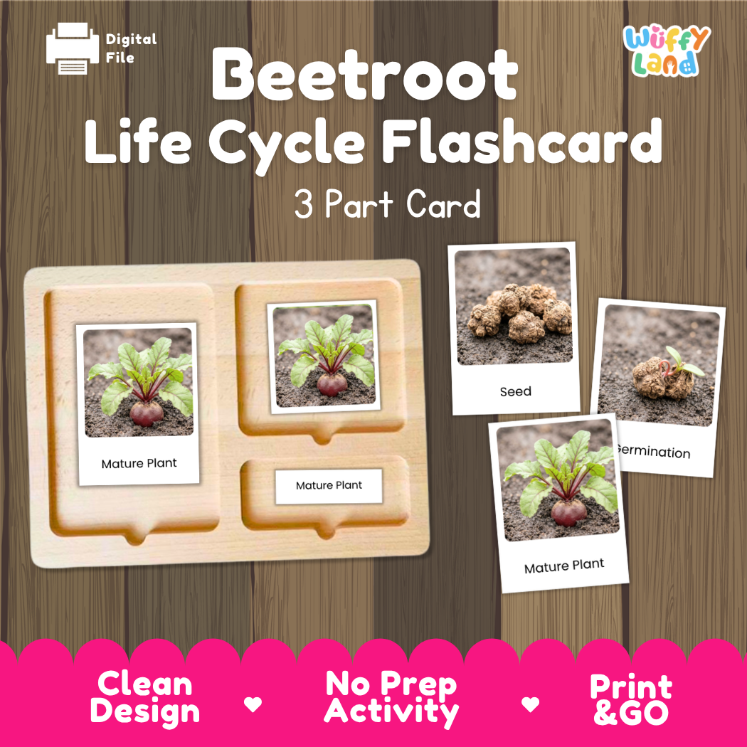 Digital product preview of a 'Beetroot Life Cycle Flashcard' set by Wiffy Land, showing a wooden 3-part card tray with sample cards depicting the seed, termination, and mature plant stages on a wood-grain background.