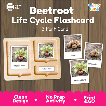 Digital product preview of a 'Beetroot Life Cycle Flashcard' set by Wiffy Land, showing a wooden 3-part card tray with sample cards depicting the seed, termination, and mature plant stages on a wood-grain background.