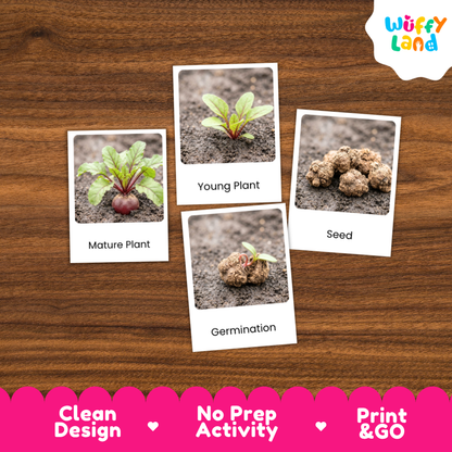 Four labeled educational cards showing plant growth stages ('Mature Plant', 'Young Plant', 'Seed', 'Germination') arranged on a brown wood background, with a white 'Wuffy Land' logo in the top right and a pink banner at the bottom reading 'Clean Design', 'No Prep Activity', and 'Print & GO'.