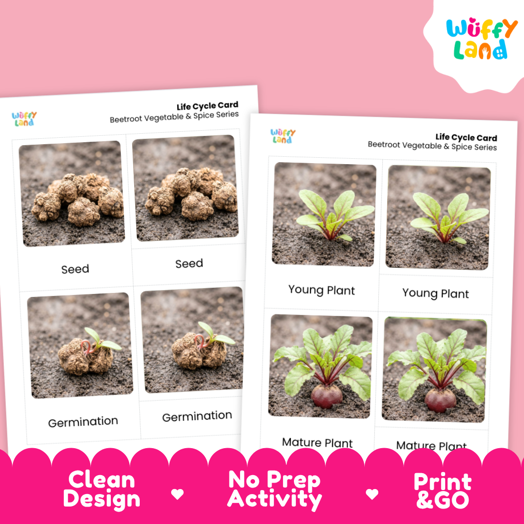 Two printed life cycle cards for beetroot vegetable and spice series shown on a pink background, with the Wiffy Land logo in the top right and promotional text along the bottom.