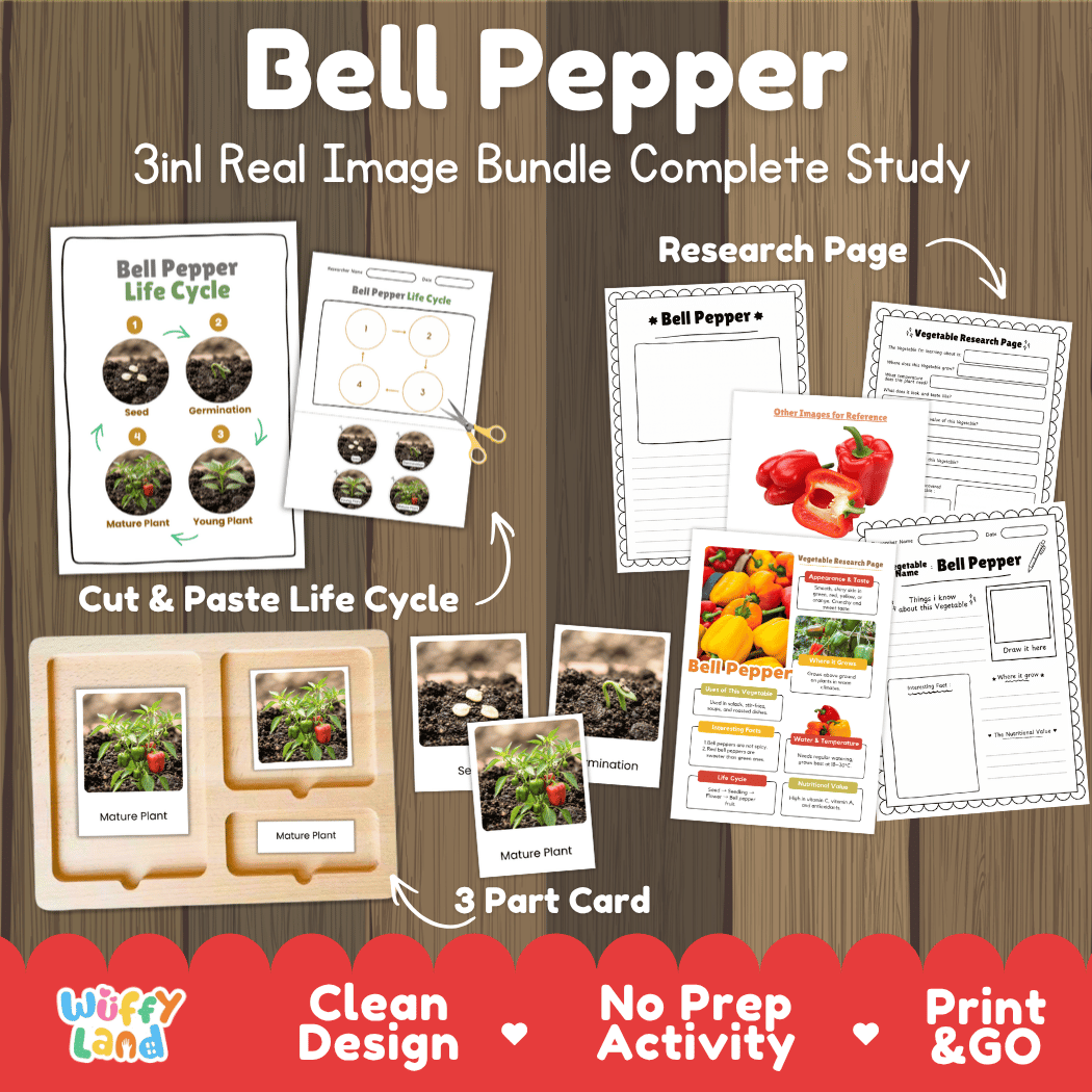 Bell pepper 3in1 real image bundle complete study printable featuring life cycle cut and paste worksheets, Montessori 3-part cards, and research pages