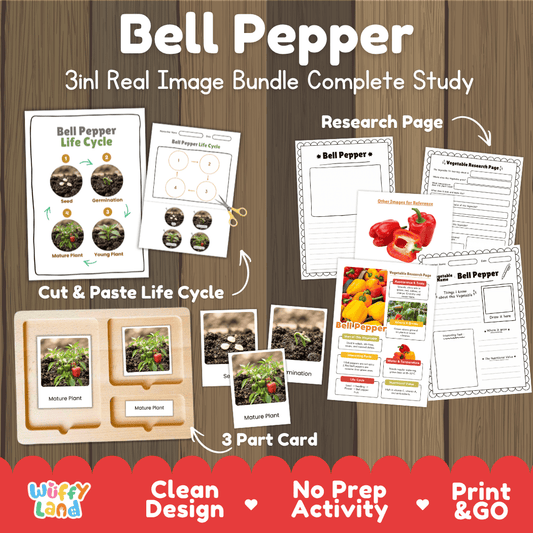 Bell pepper 3in1 real image bundle complete study printable featuring life cycle cut and paste worksheets, Montessori 3-part cards, and research pages