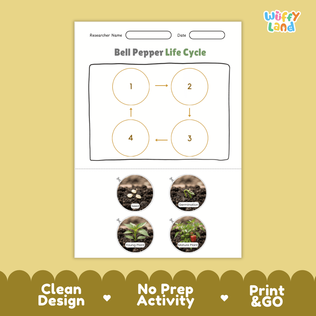 Educational reference poster showing four realistic photo stages of a bell pepper life cycle including seed, germination, young plant, and mature plant