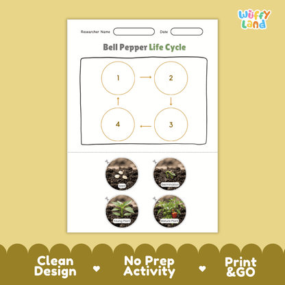 Educational reference poster showing four realistic photo stages of a bell pepper life cycle including seed, germination, young plant, and mature plant
