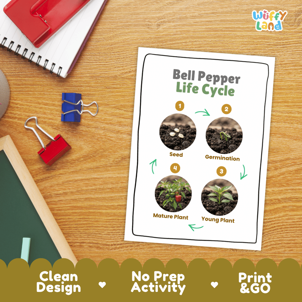 Hands-on cut and paste science worksheet for students to cut real photo tokens and sequence bell pepper growth stages onto numbered circles