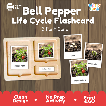 Bell pepper life cycle flashcard set by Wiffy Land, featuring a wooden 3-part card tray with labeled stages (Mature Plant, Seed, Emergence) and small photo cards showing plant growth, on a wood-grain background with red promotional text at the bottom.
