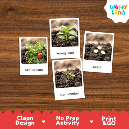 A set of four educational plant germination activity cards displayed on a brown wood-grain background. The cards show labeled images of a mature plant, a young plant, seeds, and germination.