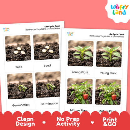 Two printed activity cards for a bell pepper vegetable and spice series life cycle, shown on a coral pink background. The cards feature labeled photos of seed, germination, young plant, and mature plant stages.