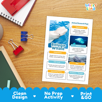 An educational animal research page about a beluga whale laid on a wooden desk, surrounded by school supplies like a spiral notebook, binder clips, and a red folder. The page has colorful text blocks, a beluga whale photo, and the title 'Beluga Whale.
