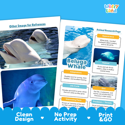 Two printed educational activity sheets for a beluga whale research project, shown on a bright blue background. The left sheet has a beluga whale photo and the right sheet is an animal research page with text boxes.