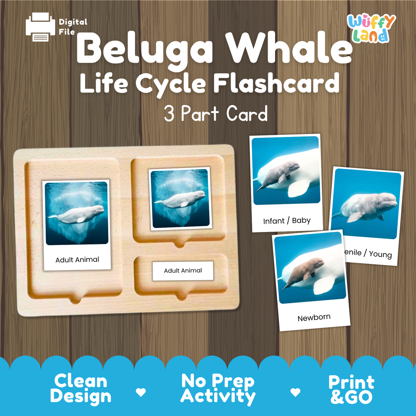 Beluga Whale Life Cycle Flashcard 3 Part Card
