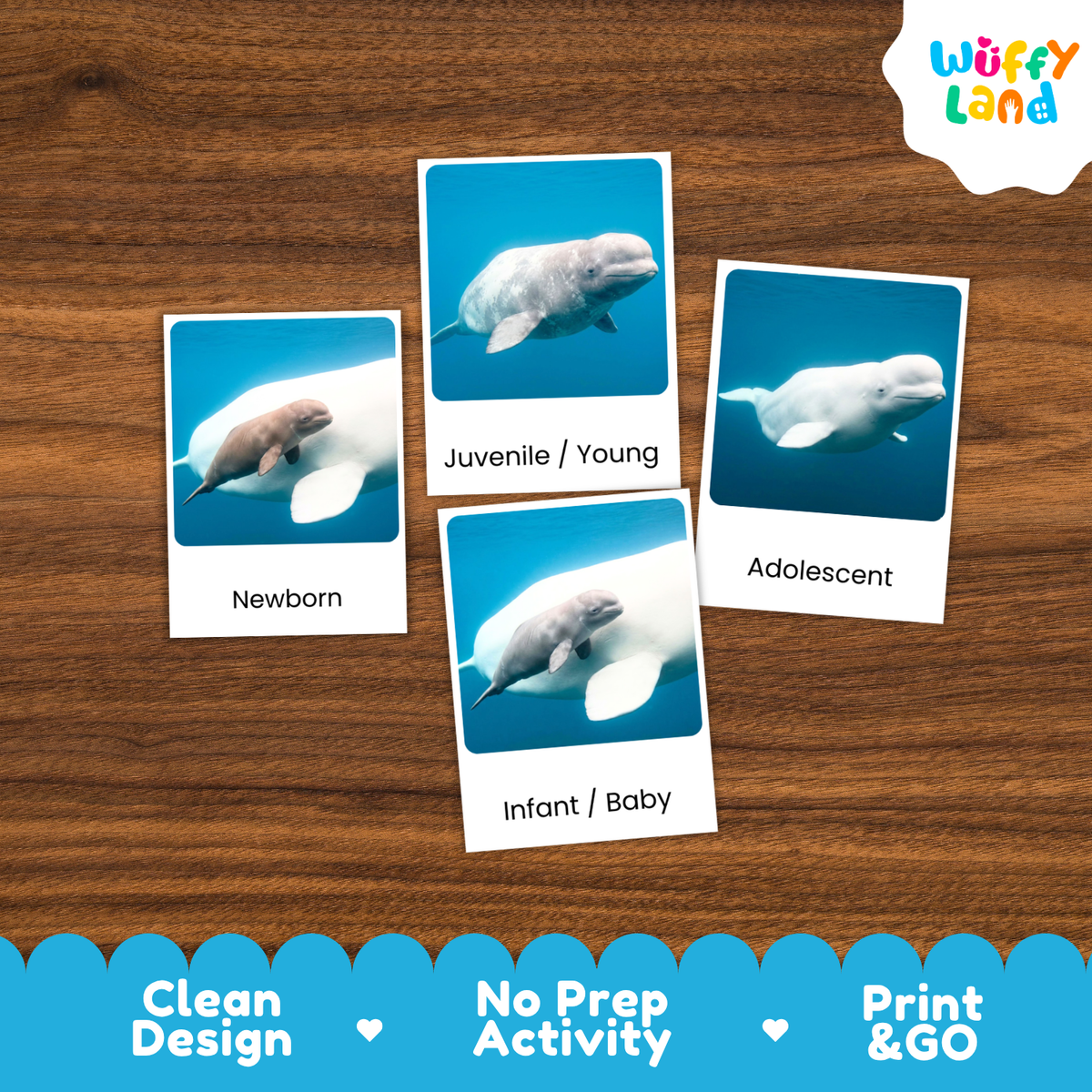 Beluga Whale Life Cycle Flashcard 3 Part Card
