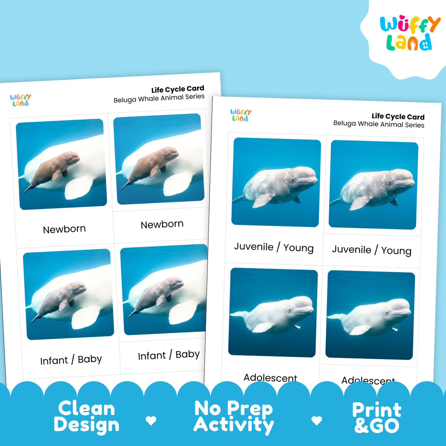 Beluga Whale Life Cycle Flashcard 3 Part Card