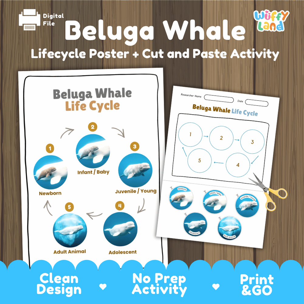 Beluga Whale Life Cycle Poster and Cut and Paste Worksheet Activity