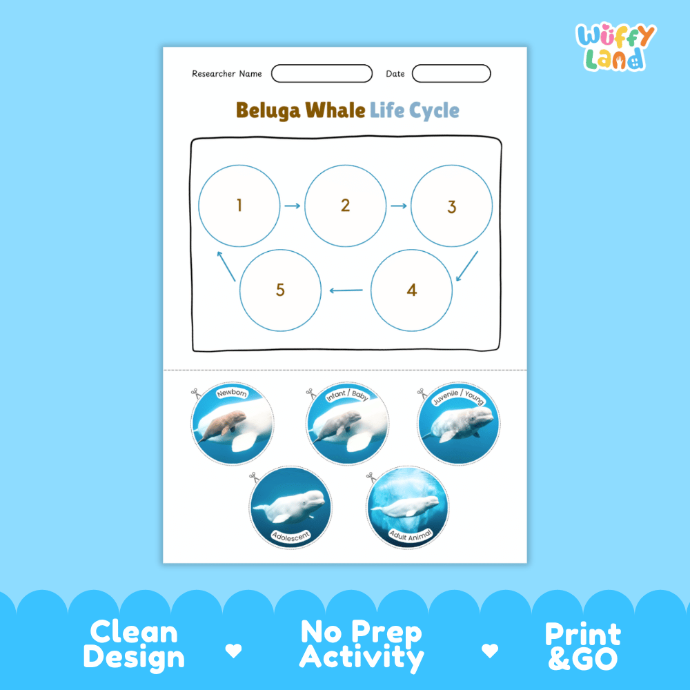 Beluga Whale Life Cycle Poster and Cut and Paste Worksheet Activity