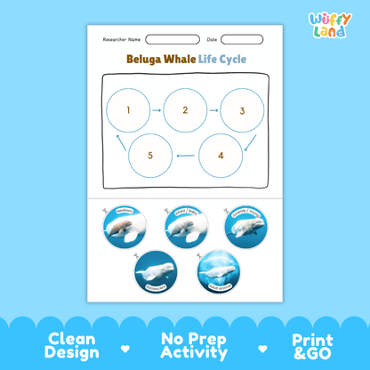 Beluga Whale Life Cycle Poster and Cut and Paste Worksheet Activity