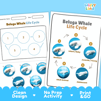 Beluga Whale Life Cycle Poster and Cut and Paste Worksheet Activity