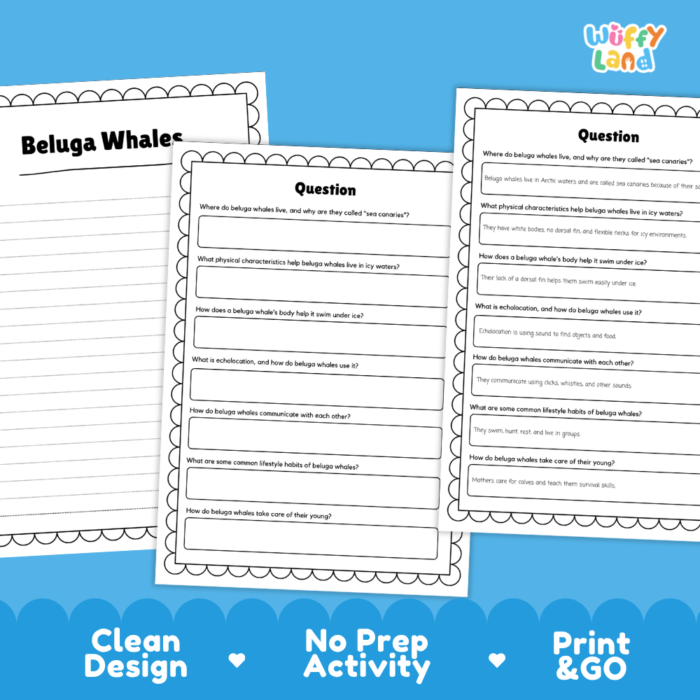 Beluga Whales Reading Passage and Questions Worksheets with Answer Key
