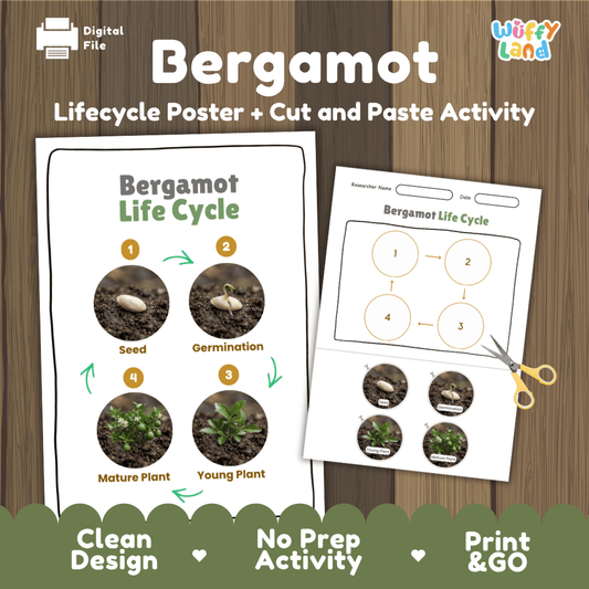 Printable bergamot life cycle cut and paste sequencing worksheet with real photography of seed, germination, young plant, and mature plant ✂️🔄