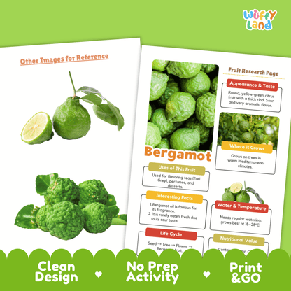 Bergamot Fruit Research Project | Citrus Fruit Science | Senses & Smell Activity