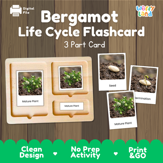 Montessori three-part cards featuring real photographs of bergamot citrus growth stages including mature plant, young plant, and germination 🗂️🏷️