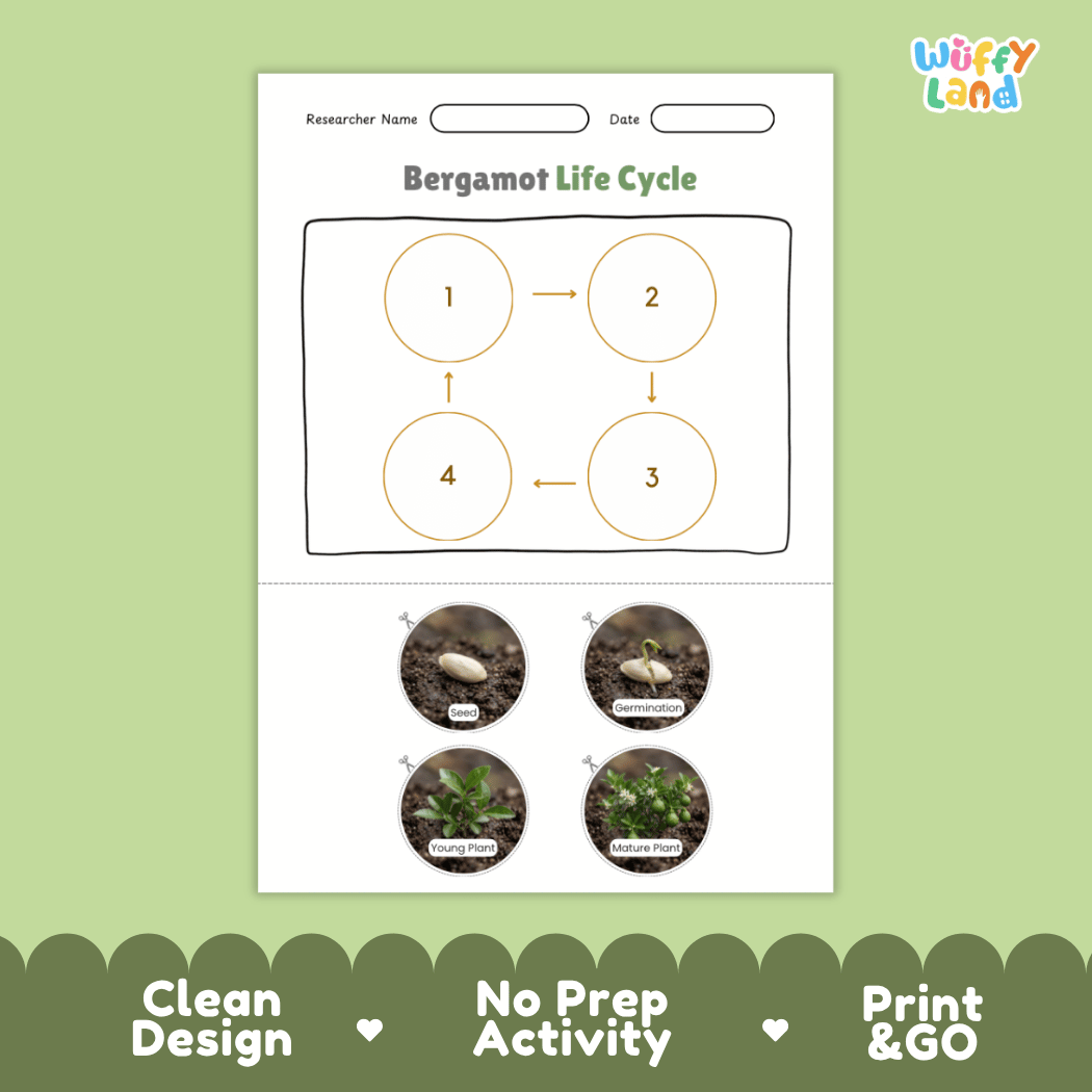 Bergamot Life Cycle Poster and Cut and Paste Worksheet Activity