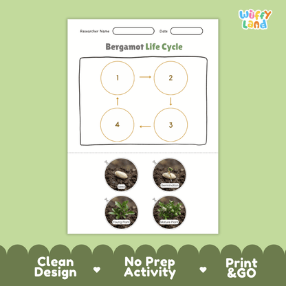 Bergamot Life Cycle Poster and Cut and Paste Worksheet Activity