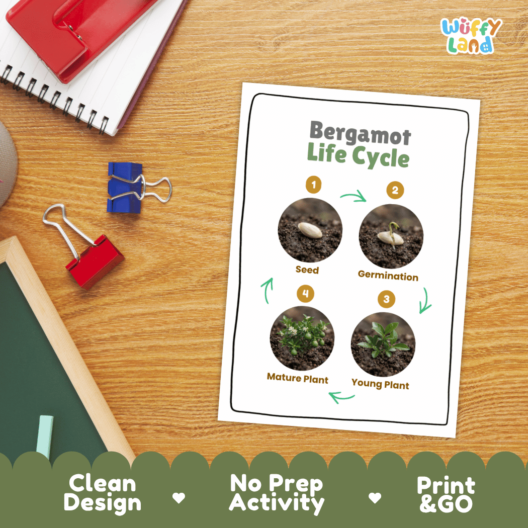 Bergamot Life Cycle Poster and Cut and Paste Worksheet Activity