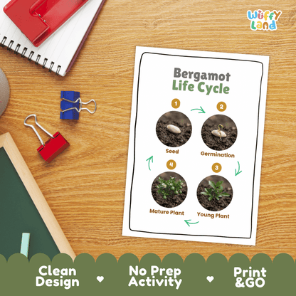 Bergamot Life Cycle Poster and Cut and Paste Worksheet Activity