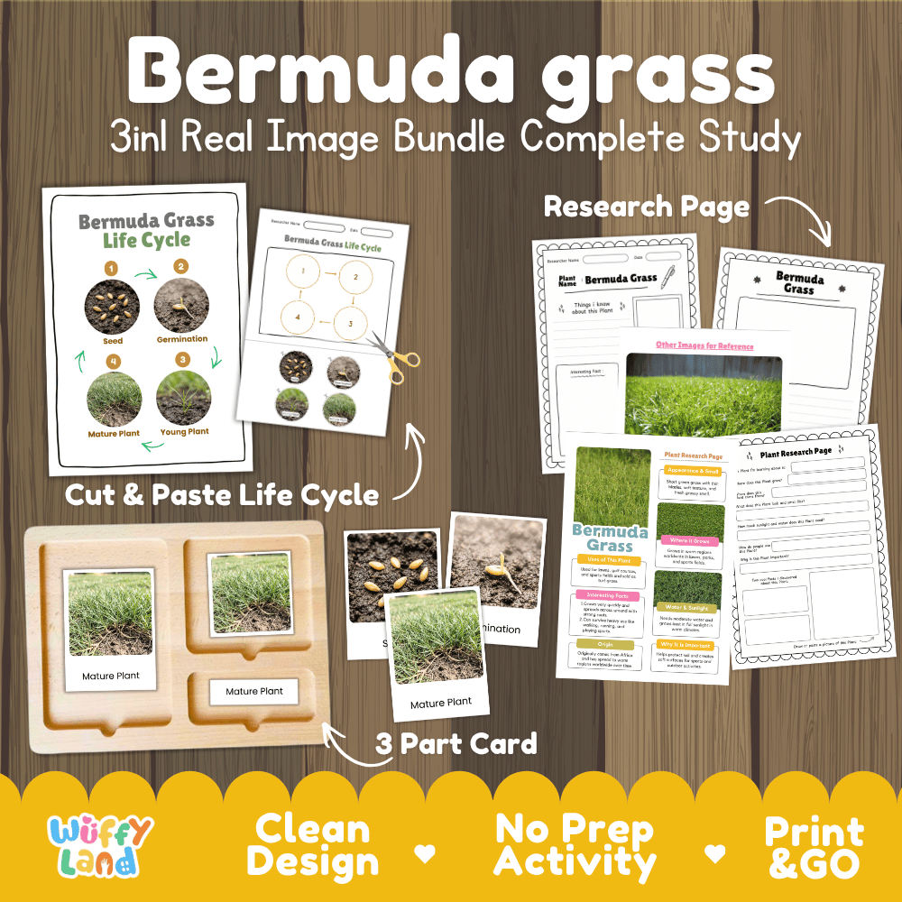 Bermuda grass plant 3in1 real image bundle complete study printable featuring life cycle cut and paste worksheets, Montessori 3-part cards, and research pages