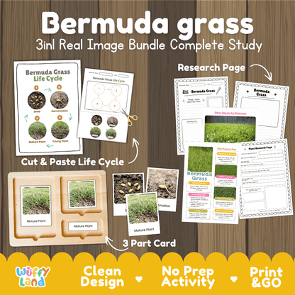 Bermuda grass plant 3in1 real image bundle complete study printable featuring life cycle cut and paste worksheets, Montessori 3-part cards, and research pages