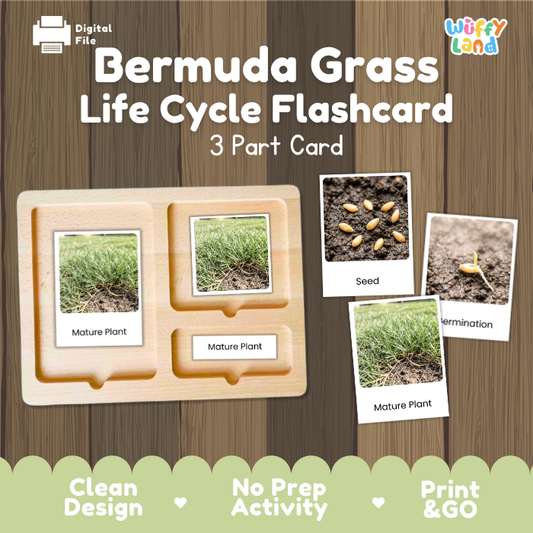 Bermuda Grass Life Cycle Flashcard 3 Part Card Montessori Science Printable
