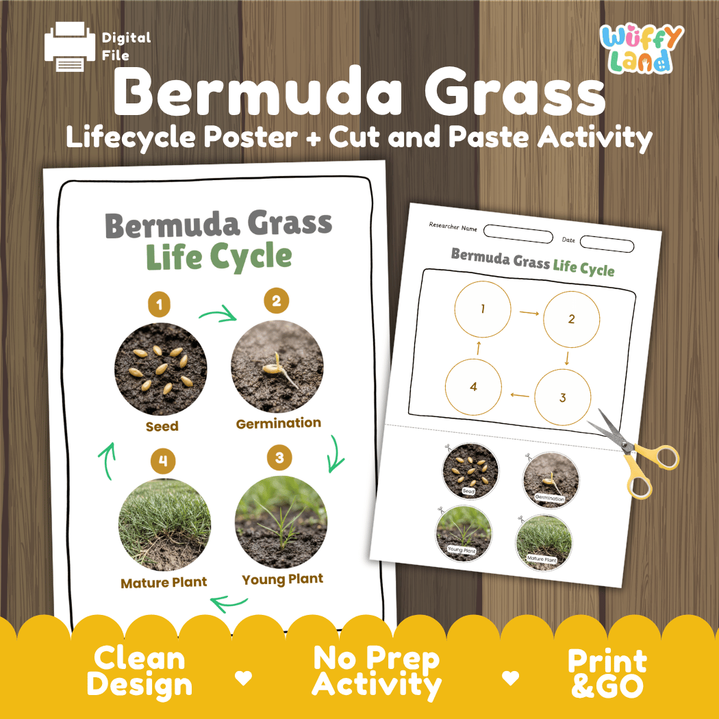 Bermuda Grass Life Cycle Poster and Cut and Paste Worksheet Activity