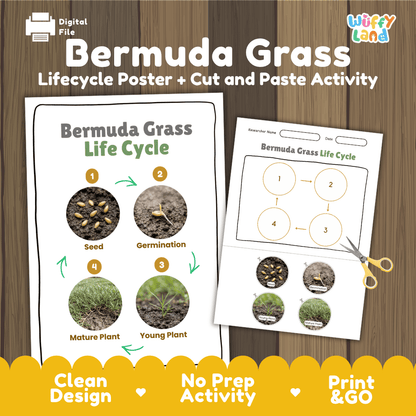 Bermuda Grass Life Cycle Poster and Cut and Paste Worksheet Activity