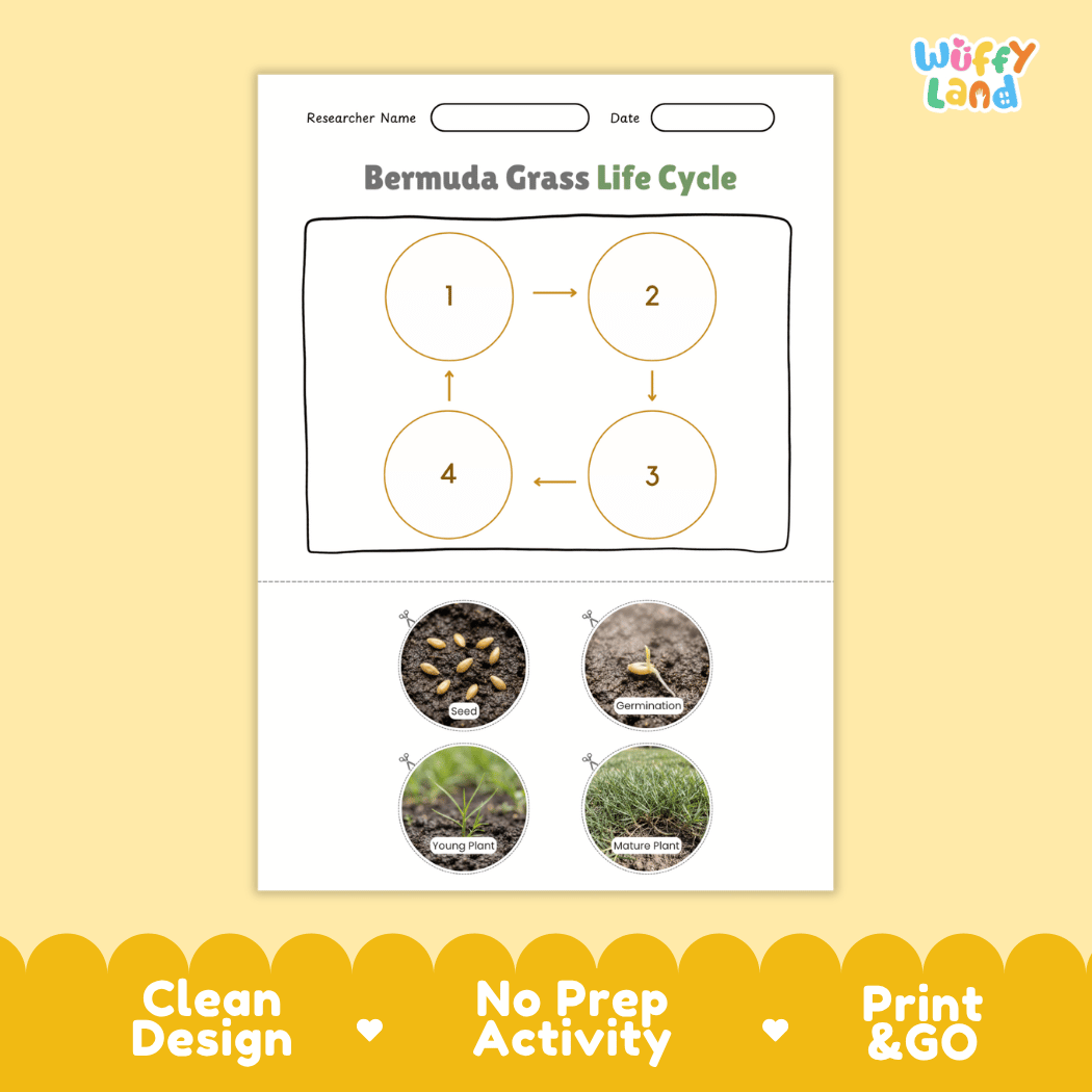 Bermuda Grass Life Cycle Poster and Cut and Paste Worksheet Activity