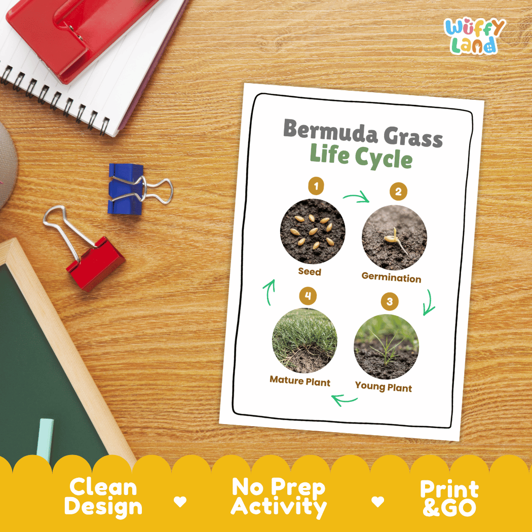 Bermuda Grass Life Cycle Poster and Cut and Paste Worksheet Activity