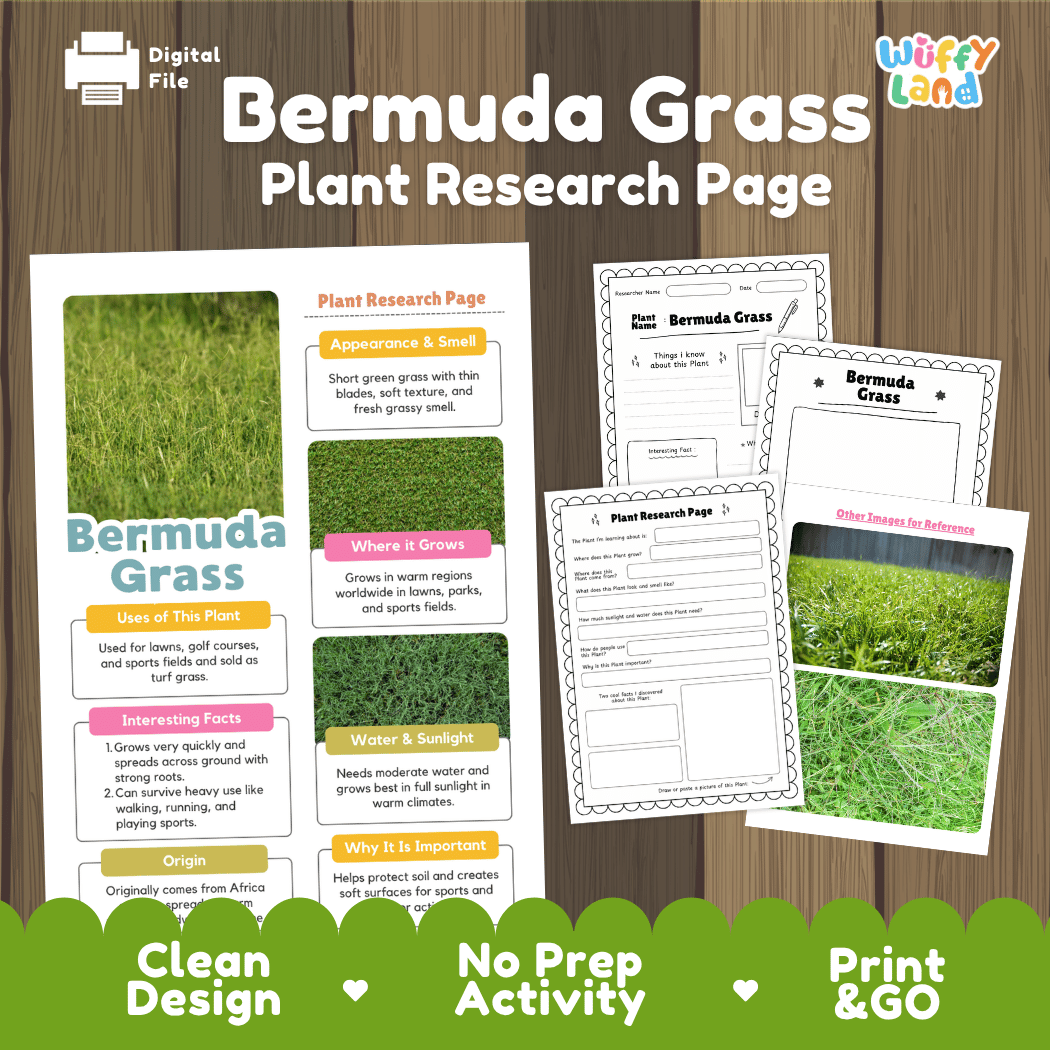 Bermuda Grass Plant Research Page Worksheets and Fact Sheet