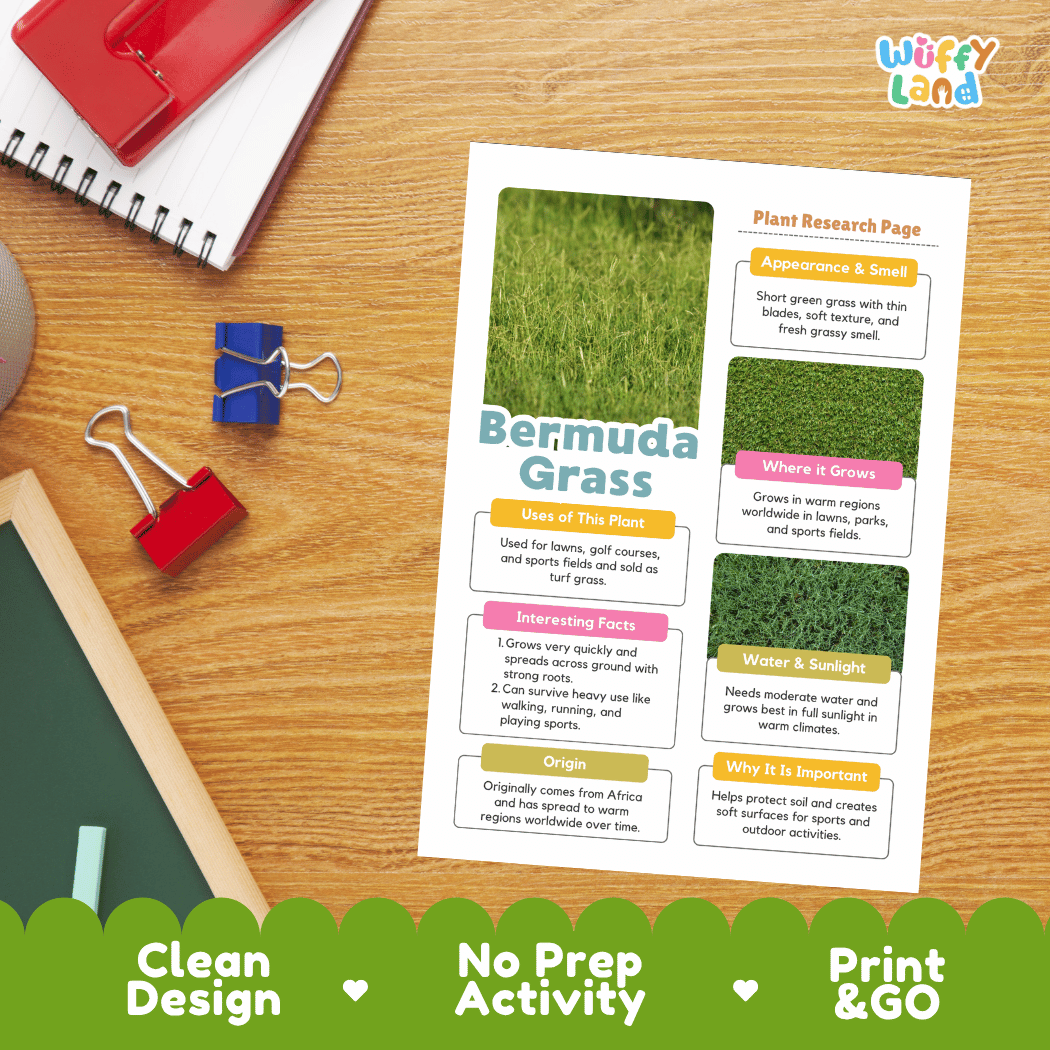 Bermuda Grass Plant Research Page Worksheets and Fact Sheet