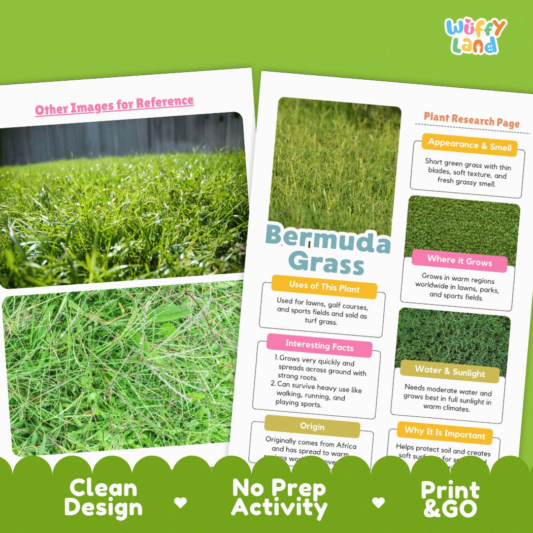 Bermuda Grass Plant Research Page Worksheets and Fact Sheet