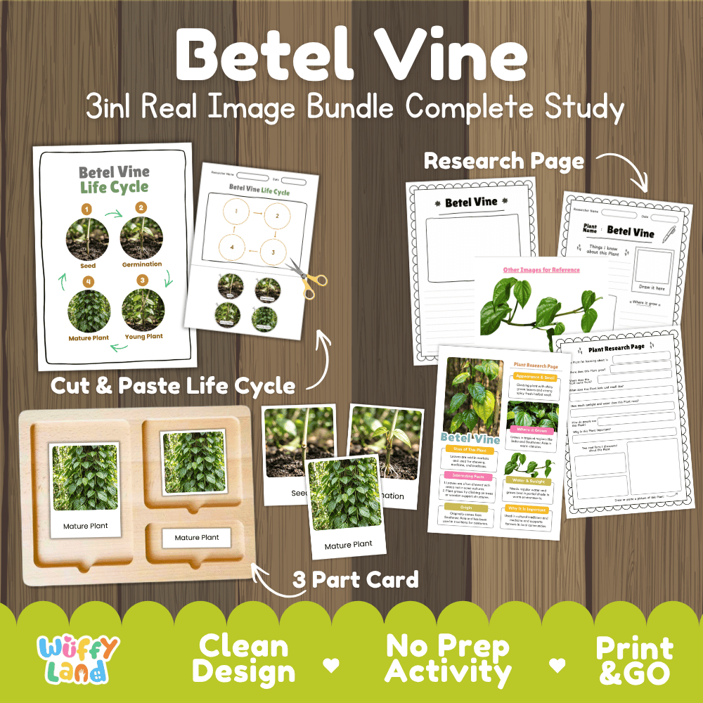 Betel vine plant 3in1 real image bundle complete study printable featuring life cycle cut and paste worksheets, Montessori 3-part cards, and research pages