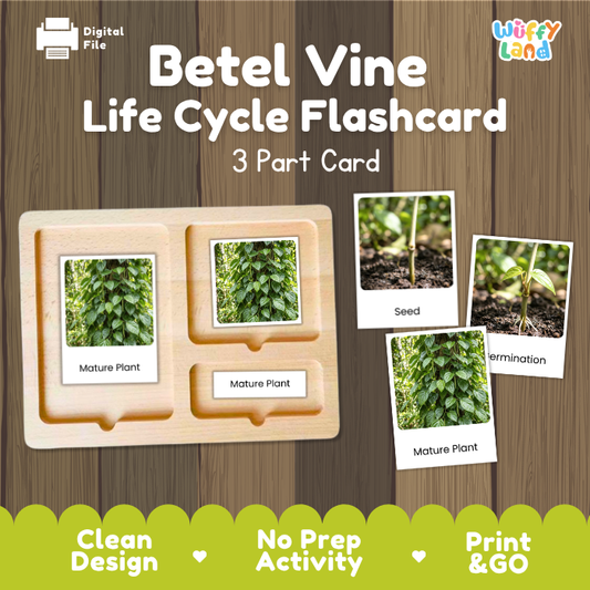 Betel Vine Life Cycle Flashcard 3 Part Card Montessori Science Printable
