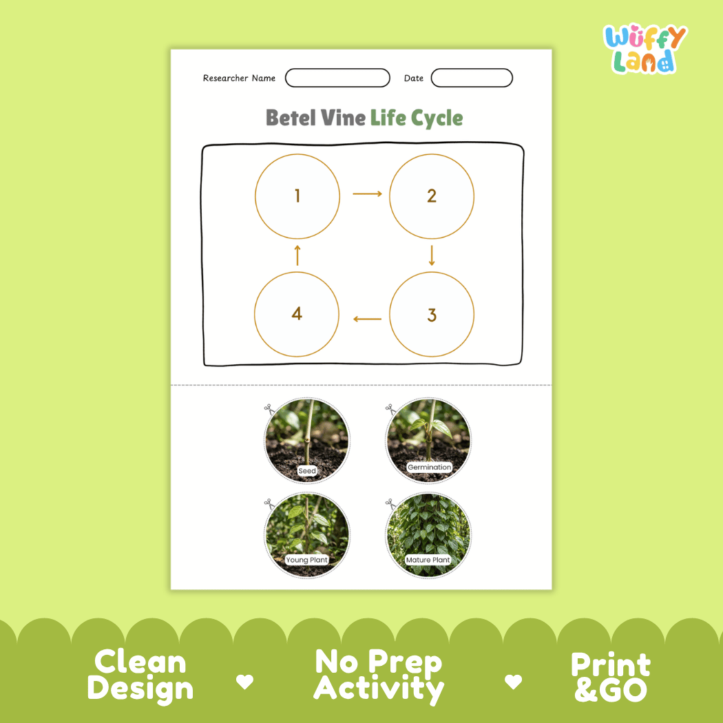Betel Vine Life Cycle Poster and Cut and Paste Worksheet Activity