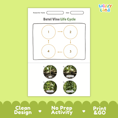 Betel Vine Life Cycle Poster and Cut and Paste Worksheet Activity