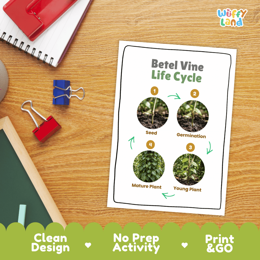 Betel Vine Life Cycle Poster and Cut and Paste Worksheet Activity