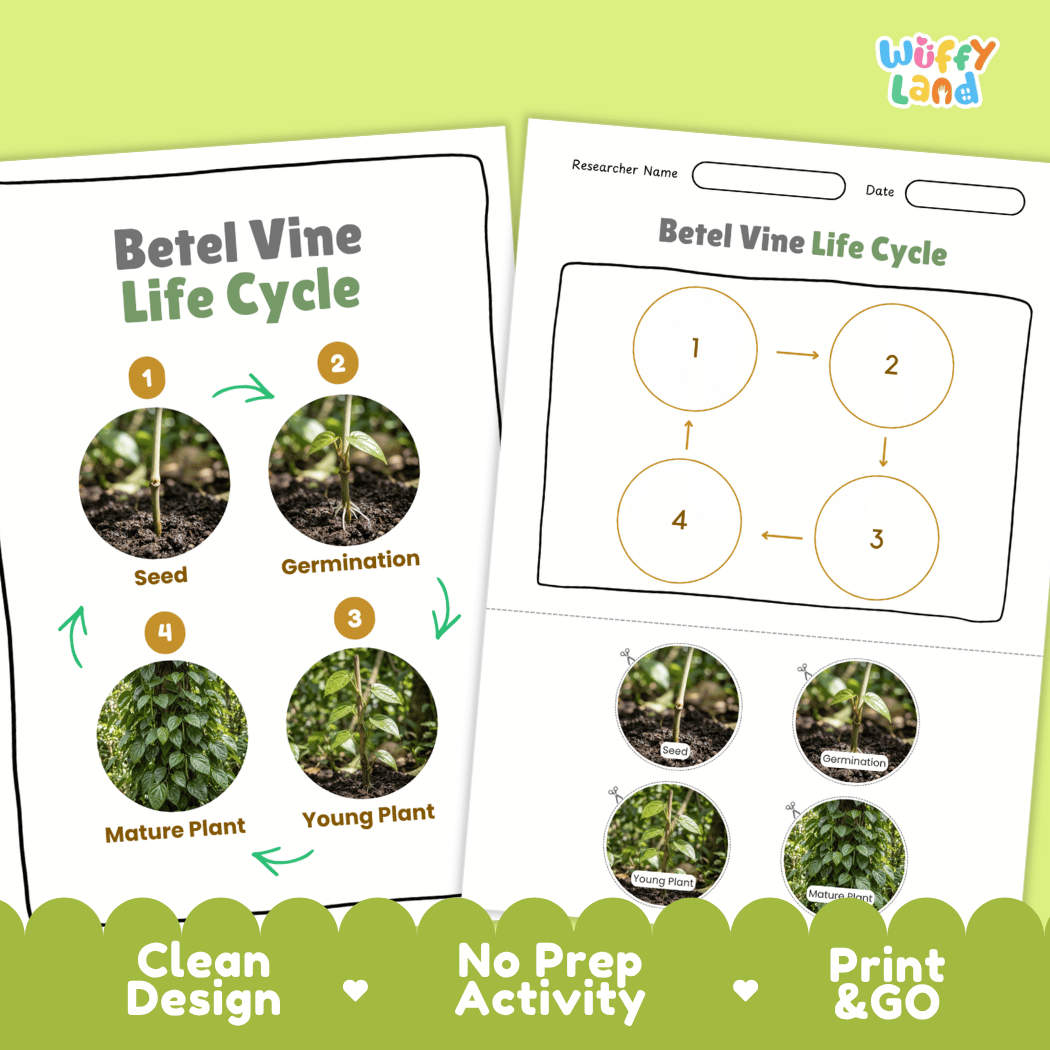 Betel Vine Life Cycle Poster and Cut and Paste Worksheet Activity