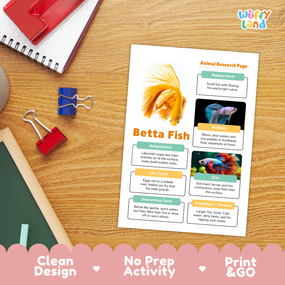 An educational animal research page about a Betta fish, styled in a flat-lay on a wooden desk with a spiral notebook, binder clips, and a red folder. The page features a photo of a gold Betta fish and text sections.