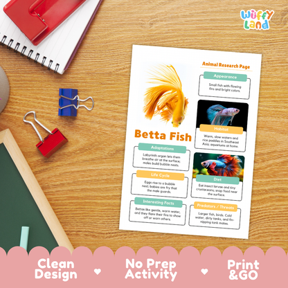 An educational animal research page about a Betta fish, styled in a flat-lay on a wooden desk with a spiral notebook, binder clips, and a red folder. The page features a photo of a gold Betta fish and text sections.