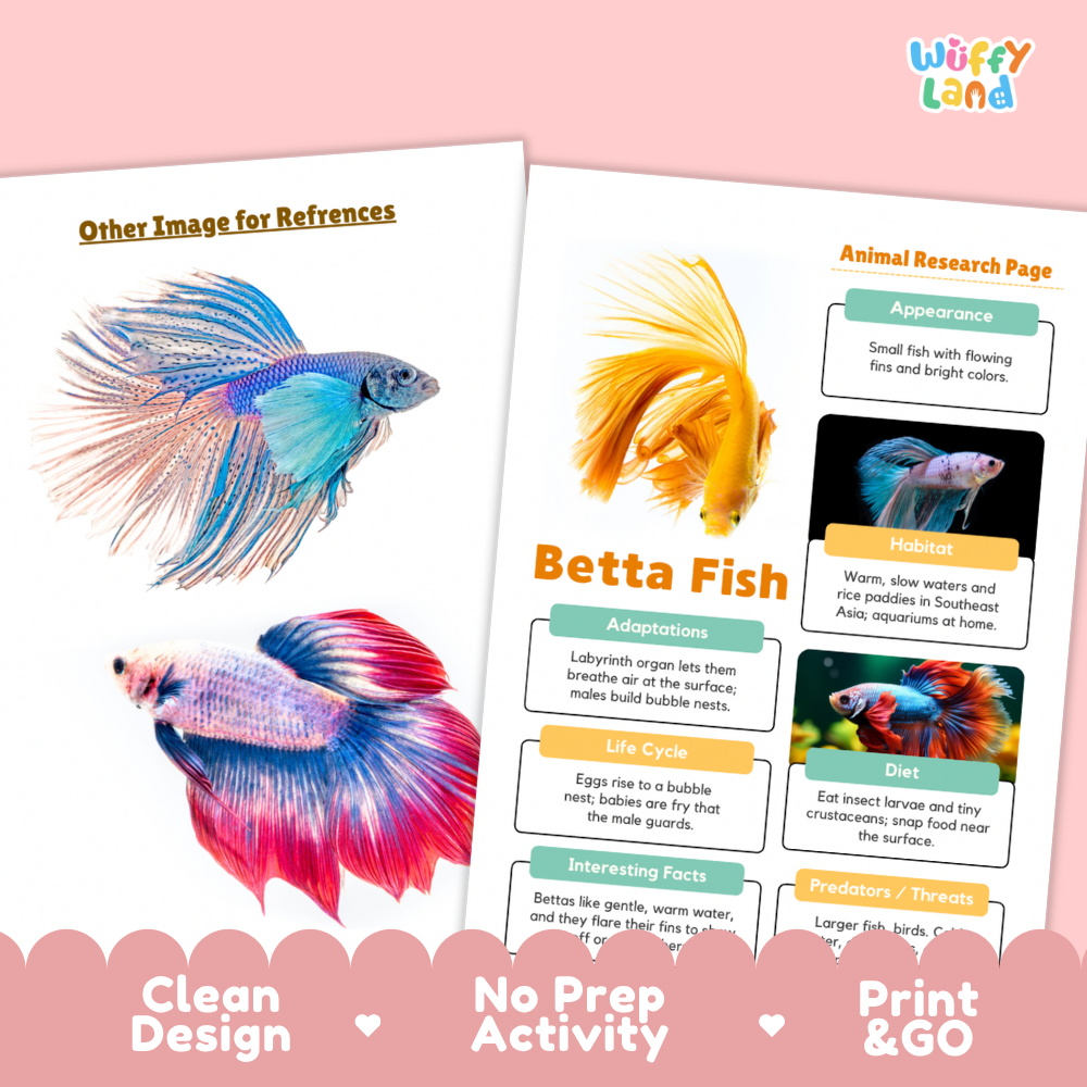 An educational print set about betta fish from the brand Wiffly Land, featuring a reference image page and an animal research page with colorful illustrations of different betta fish species. The pages are displayed on a pink background with a scalloped pink banner at the bottom highlighting key features like 'Clean Design', 'No Prep Activity', and 'Print & GO'.