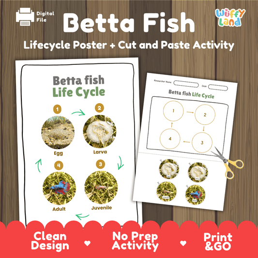 Betta Fish Life Cycle Poster and Cut and Paste Activity Worksheet
