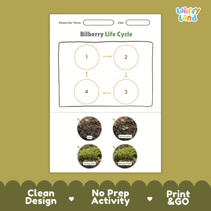 Bilberry Life Cycle Poster and Cut and Paste Worksheet Activity